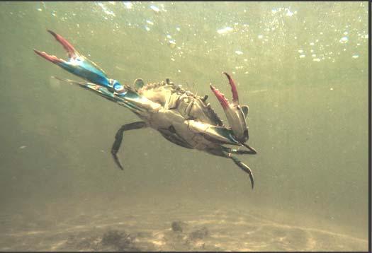 Blue Crab Callinectes sapidus Economically important in the Atlantic and the