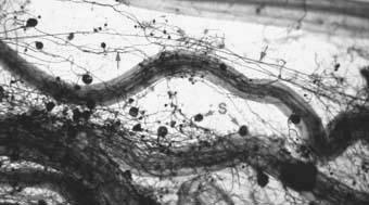 Lecture 18 - Glomeromycota - Mycorrhizal Associations Glomeromycota (Vesicular) Arbuscular endomycorrhizal fungi, or (V)AM fungi Mycorrhizal root