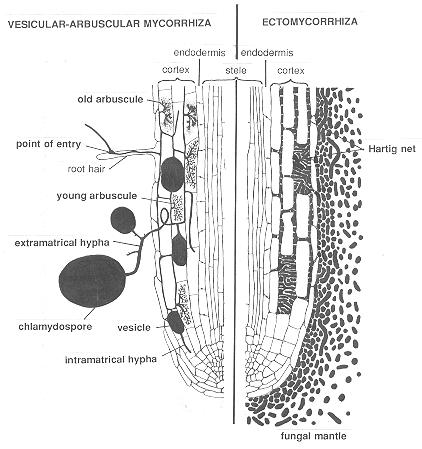 Mycorrhizal symbiosis The Hartig net and