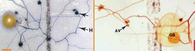 Structures and Developmental Stages 1. Soil Hyphae Mycorrhizal associations may be initiated by spore germination as illustrated here. Hyphae may also originate from fragments of roots.