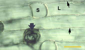 Alternating long (L) and short (S) cells in the dimorphic exodermis of a Smilacina