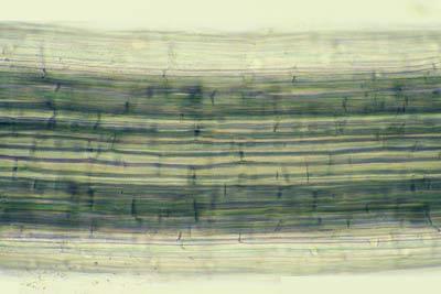 Intercellular air channels (arrows) in a whole mount of a living leek root (Allium porrum), shown for