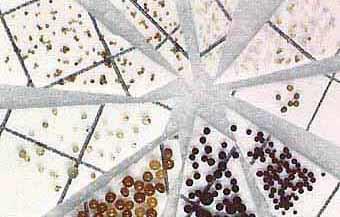 Left: Spores separated from soil and sorted into