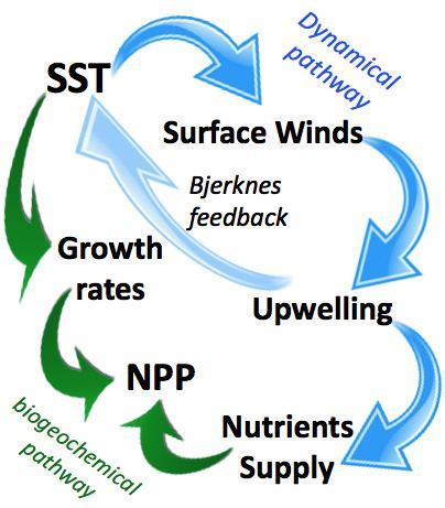 Result: net PP over Tropical Pacific Mechanisms at play OBS NPP is