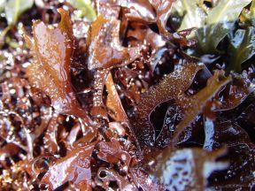 found: Six distinct zones elevation in intertidal crustose coralline reds (cc) Gigartina (G) Endocladia (En) Egregia (Eg) MLLW fleshy reds (fr) Laminaria kelp (L) ii) General hypothesis: tidal