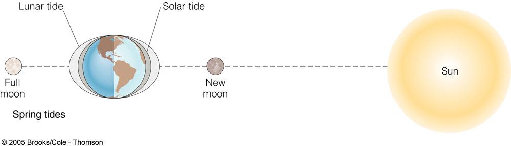 Spring Tides Spring tides occur during new moon and full moon The