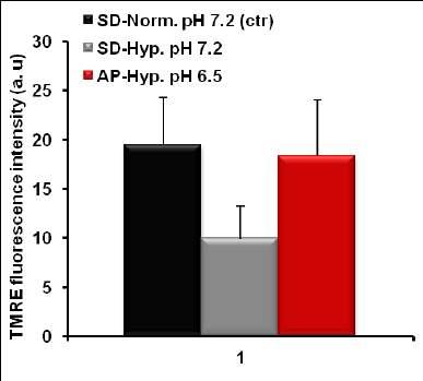 Supplementary Figure 14. Acidosis maintains mitochondrial membrane potential during hypoxia.