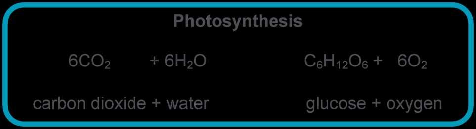 Photosynthesis Photosynthesis a process by which energy from sunlight it