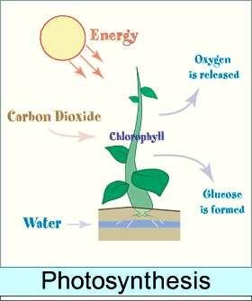 Photosynthesis (don t need to write this bc it s in blue) Carbon dioxide and water go into the plant