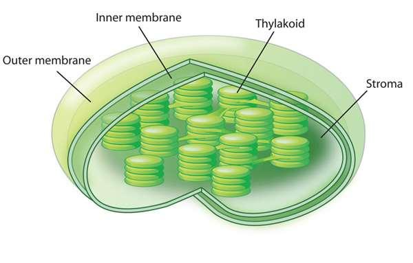 Photosynthesis Parts of the chloroplast: Thylakoid membrane bound discs (location of
