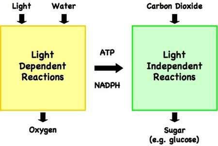 Photosynthesis in depth Chloroplasts undergo photosynthesis in TWO steps: 1.
