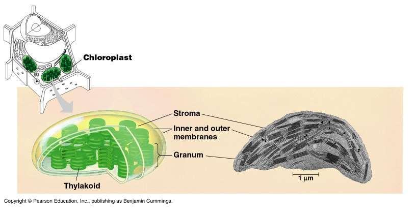 Chloroplasts make the sugars! How?