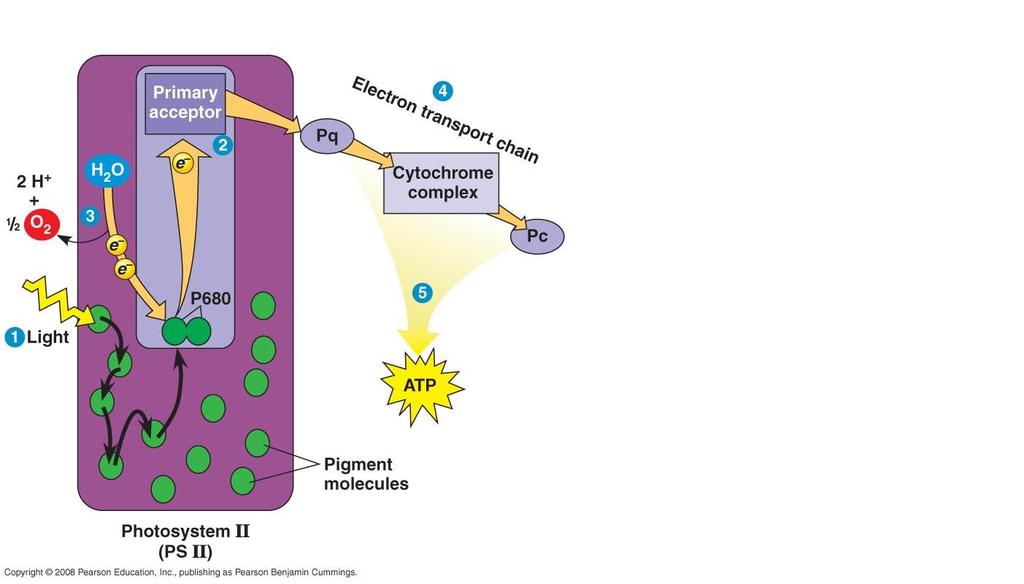 Electrons fall down an electron transport chain Energy helps pump hydrogen ions into the thylakoids Diffusion of H +
