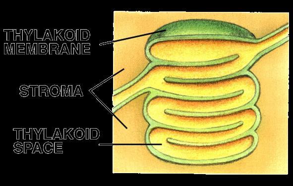 Stroma Interior space of the chloroplasts Contains metabolic enzymes, as well a special set of ribosomes, RNA and DNA Thylakoid Membrane Network of flattened disclike