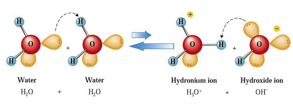 Self-ionization of water this one acts as a base H 2 O(l) + H 2 O(l) this one acts as an acid H 3 O + (aq)