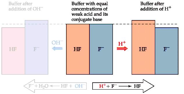 Buffers Addition of a acid to a buffer If HCl is added to this mixture, it will react with the base component of the buffer: H + + F - HF Remember, Cl - (from HCl) has no