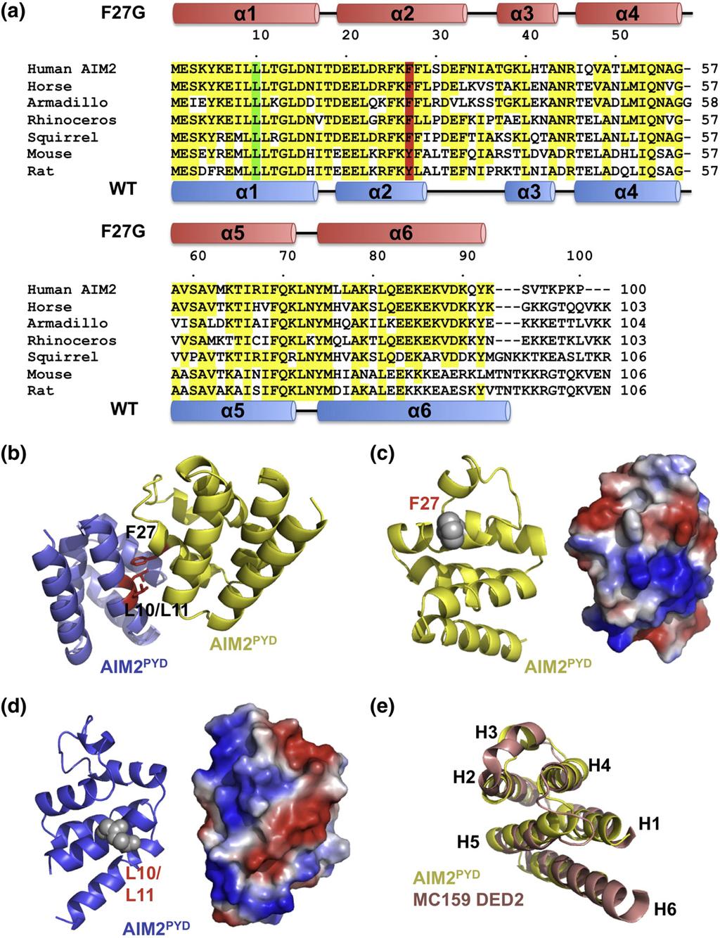 Crystal Structure of the F27G AIM2 PYD Mutant 1425 Fig. 4. Sequence and structural comparisons of AIM2 PYD.