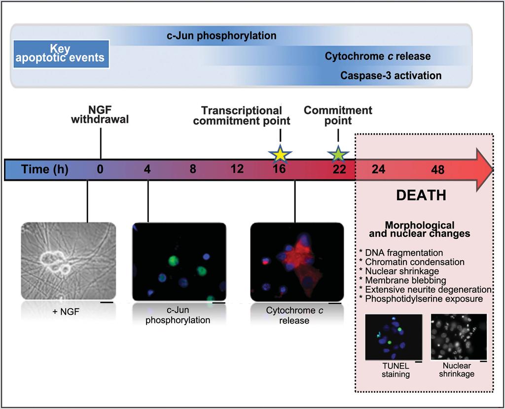 Programmed cell death in developing sympathetic neurons 1027 chromosomal DNA fragments.