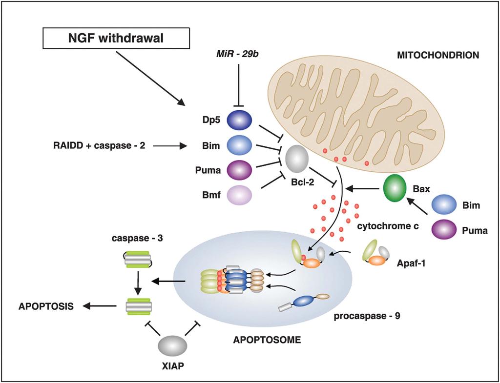1028 Programmed cell death in developing sympathetic neurons Figure 3 NGF withdrawal activates the mitochondrial (intrinsic) pathway of apoptosis in sympathetic neurons.