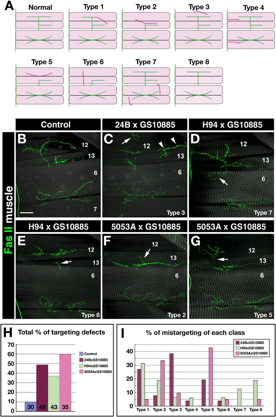 Figure 4. Trn Overexpression in Muscle Subsets Causes Mistargeting (A) Classification of observed mistargeting phenotypes. Green lines indicate normally patterned NMJs on muscles 6, 7, 12, and 13.