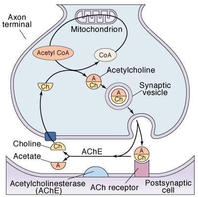Acetyl Choline (ACh) Fig 8-22 Made from Acetyl CoA and choline Synthesized in axon terminal Quickly degraded by ACh-esterase Cholinergic neurons and receptors Nicotinic