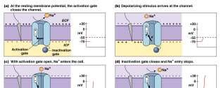 Conduction Signals: Action Potentials (AP) Ion Movement across Cell Membrane During AP Location?