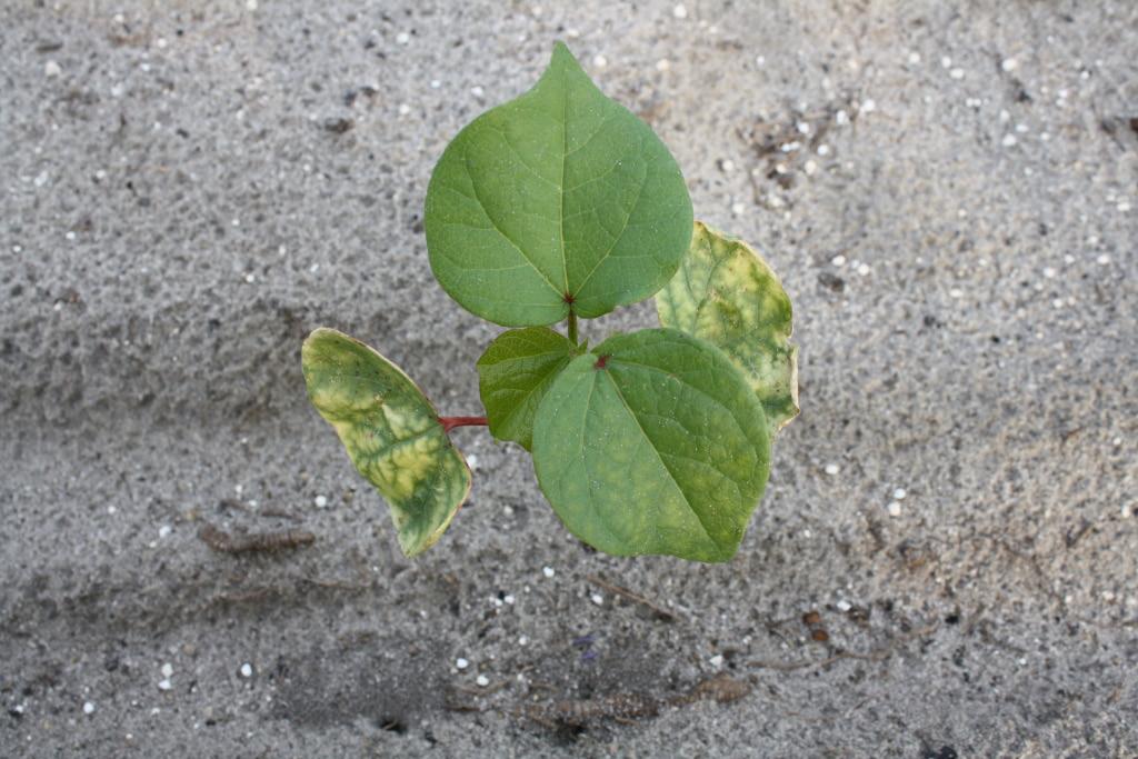 Behavior in Plants: Most of these herbicides have significant soil activity and are applied pre-emergence.