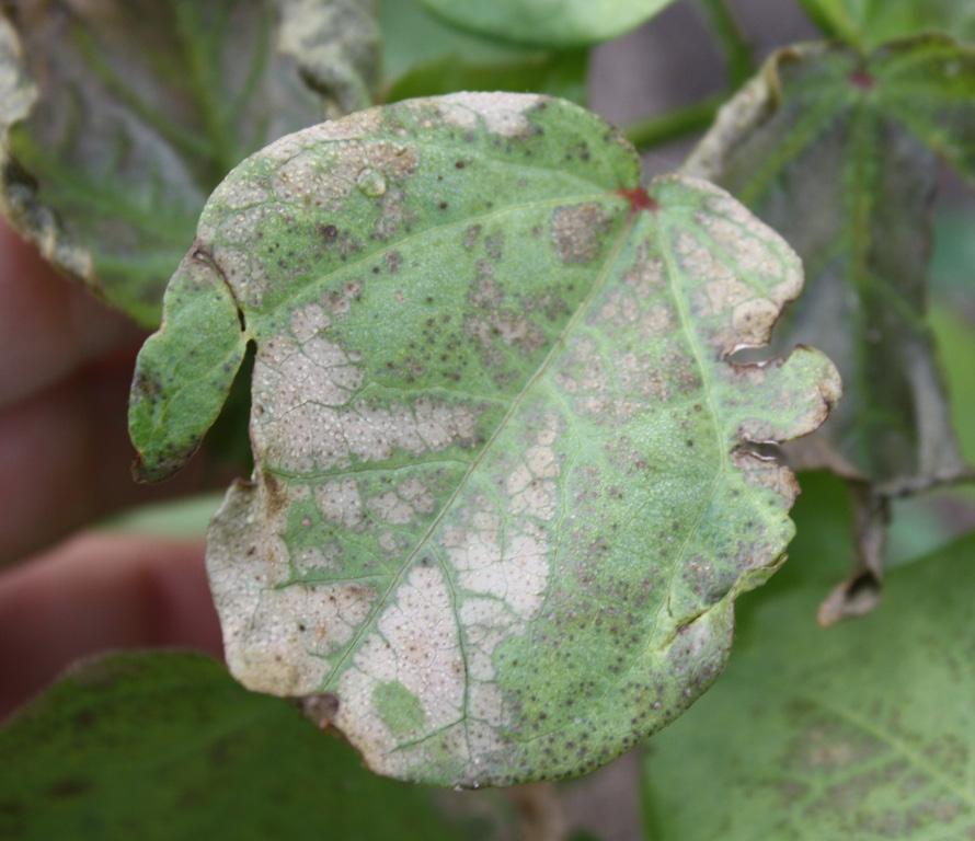 Credits: Sarah Berger Symptoms: When applied pre-emergence, the injury symptoms on susceptible plants begin with chlorosis (or yellowing) of the leaves between leaf veins, then yellowing at the