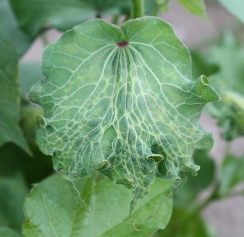Symptoms: Symptoms of herbicide injury include twisting and curling (epinasty) of stems and petioles.