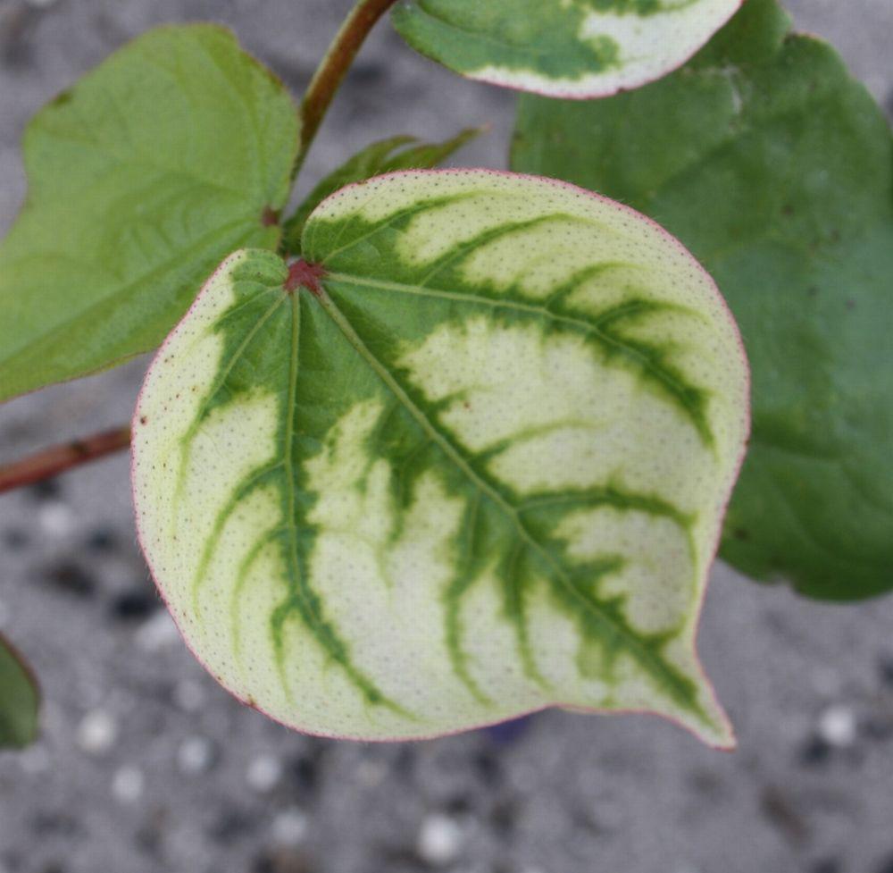 Behavior in Plants: Without carotenoid pigments absorbing excess energy, chlorophyll is destroyed, leaving no leaf pigments of any kind. Symptoms: Injury generally consists of bleached-white foliage.