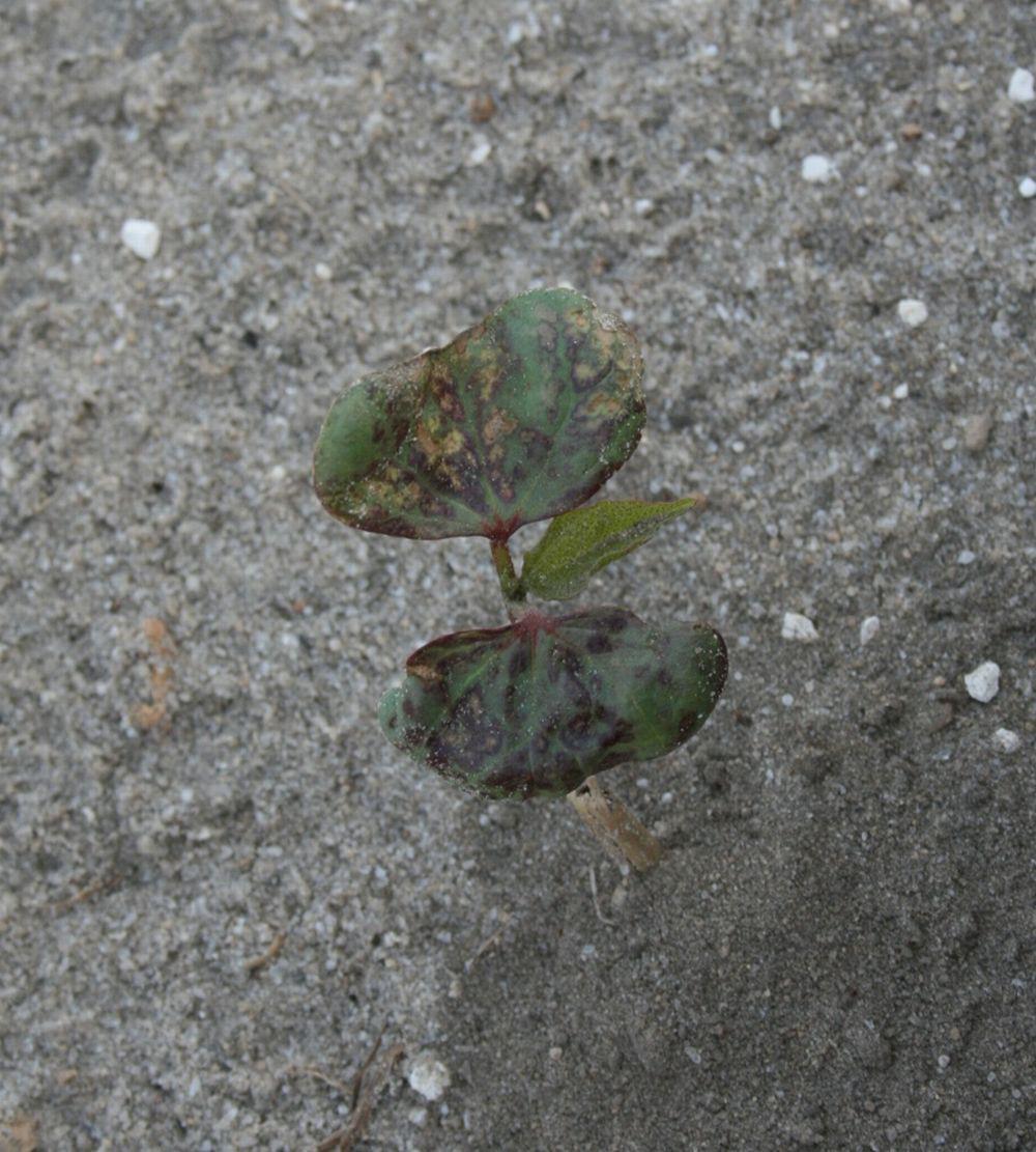 Symptoms: When applied pre-emergence, these herbicides can cause burning of tissue or failed emergence.