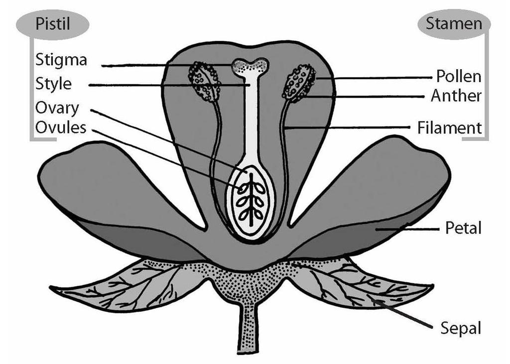 Supplement D: Parts of a Flower/Vocabulary : Dissection line Vocabulary: Petal outer sections of the flower Stem main stalk of the plant Pistil part of the flower that produces seeds Stigma sticky