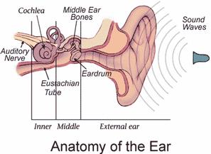 When these compressions and rarefactions of air reach our ears, they induce the motion of our ear bones, creating a nerve pulse which is then transmitted