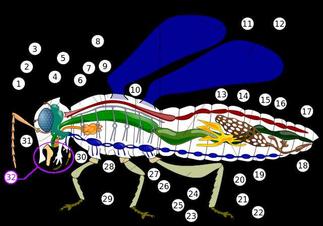 "Insect anatomy diagram" by Piotr Jaworski, PioM - Current version is the source of Image:Robal.png. Licensed under CC BY-SA 3.