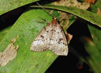Koa moth