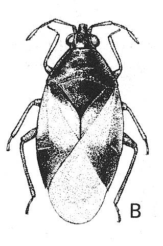 Suborders: Hemiptera: Auchenorrhyncha: cicadas, leafhoppers, treehoppers, planthoppers, and spittlebugs.