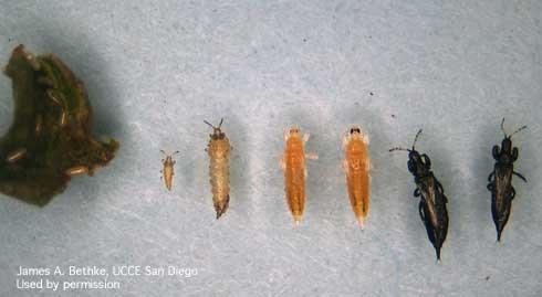 second instar larva, prepupa, pupa, female adult, male adult.