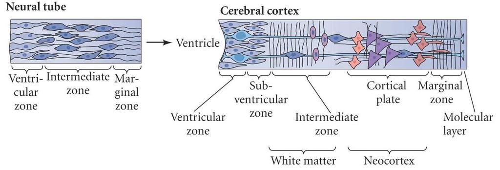 Tissue Architecture: Cerebrum The architecture of the neural tube gives