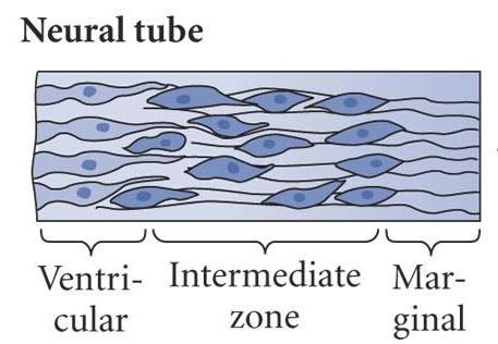 Tissue Architecture of the Neural Tube Migration of cells with relationship to birthday Earlier birthdays migrate the shortest distance Later birthdays migrate longer distances (superficial layers)