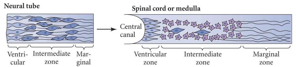 Tissue Architecture: Spinal Cord The architecture of the neural tube gives rise to architecture of the spinal