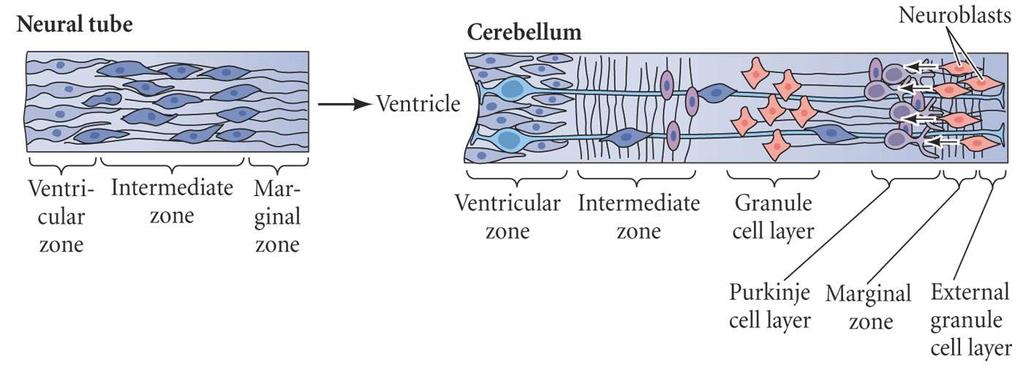 Tissue Architecture: Cerebellum The architecture of the neural tube gives rise to the architecture of the