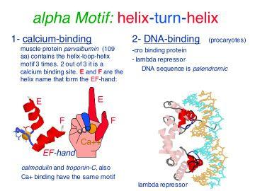 alpha%mo(f:%helix)turn)helix 1)calcium)bindingmuscle proteinparvalbumin(109aa)contains thehelix)loop)helixmogf3gmes.2out of3itisacalciumbindingsite.