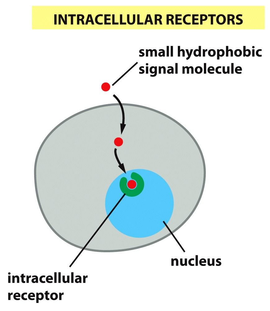 Hydrophobic signal molecule binds to intracellular receptor