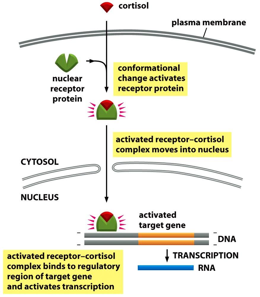 Activated intercellular receptor involve in gene transcription