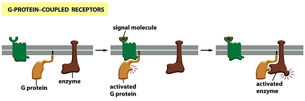 2. Activated G- protein- coupled receptors will activate enzyme
