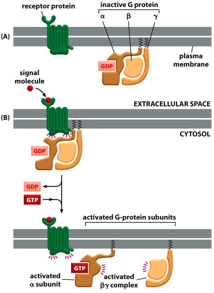 G- protein coupled receptor (GPCR) Figure