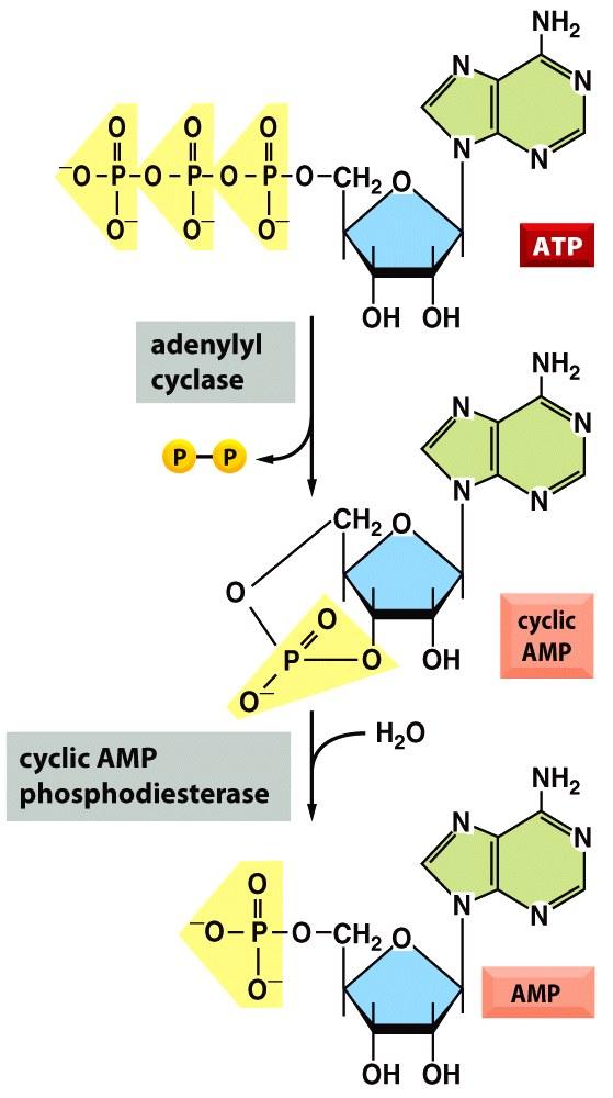 Adenylyl cyclase produces cyclic AMP (camp) from ATP camp is a second