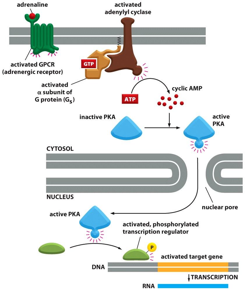 Active PKA also activate gene transcription 34