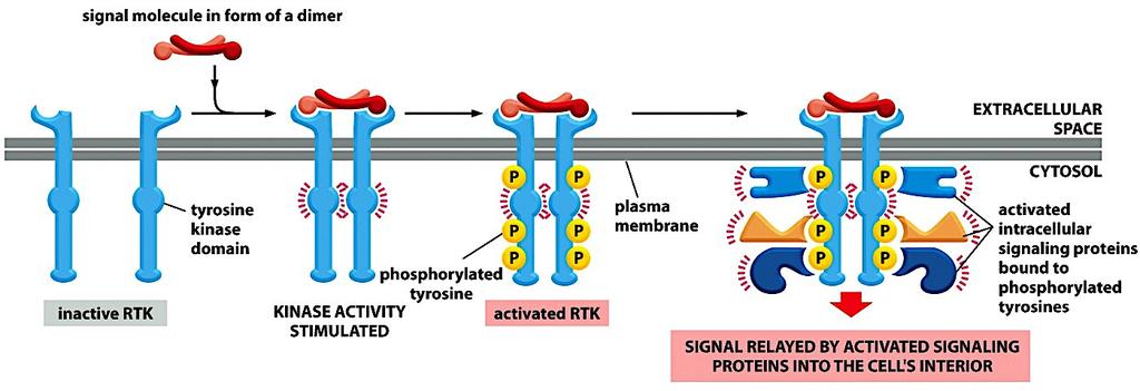Receptor Tyrosine Kinase (RTK) stimulates the assembly of an intracellular signaling complex The largest class of enzyme- coupled receptors is made up by cytoplasmic domain that funcbon as