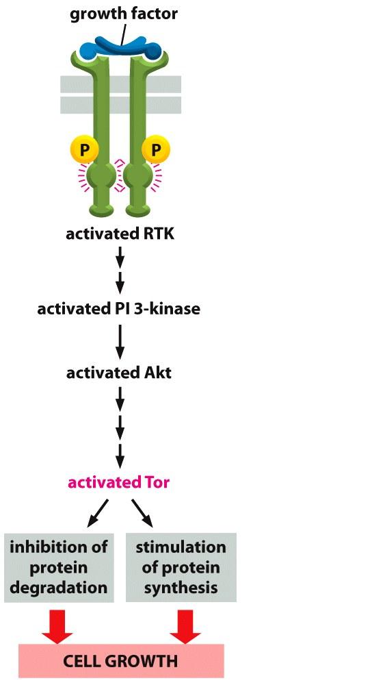 Receptor Tyrosine Kinase (RTK) recruits various molecule to transmit the signal to